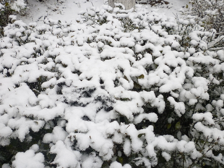 力久電機(jī)花壇植被上的降雪